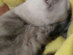 -猫色咖啡·猫咖