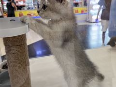 -大悦城(沈阳中街店)