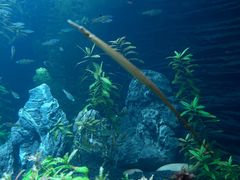 -上海海洋水族馆