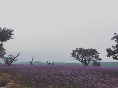 -紫云台香草园