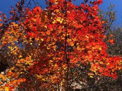 -大连天门山国家森林公园