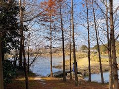 -上海长兴岛郊野公园