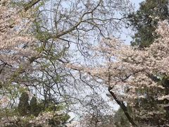 -武汉大学-樱园