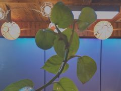 -坂吉屋·居酒屋深夜食堂(龙湖店)