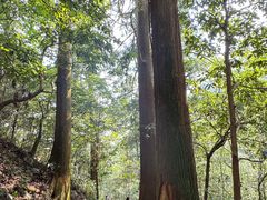-天目山大树王景区