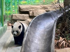 -灵玲国际马戏城