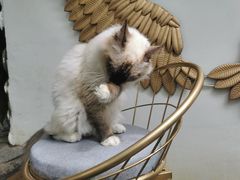 -喵屿·大理花园猫咖