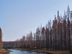 -黄海国家森林公园