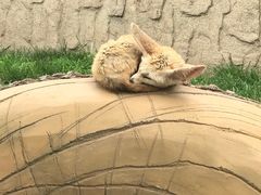 -西霞口神雕山野生动物世界