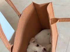 -艾贝尔宠物医院·狂犬免疫点(江山金象城店)