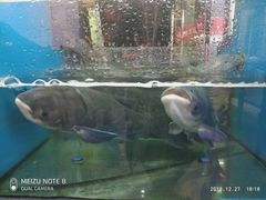 -全乐鱼馆·淳牌有机鱼直营店