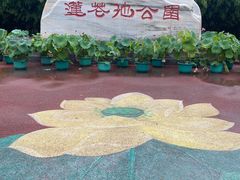 -莲花池公园