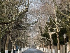 -八大关景区
