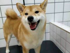 -宠物之家Pets Home 宠物寄养酒店
