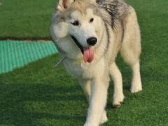 -爪吧宠物乐园 (温榆河示范区店)