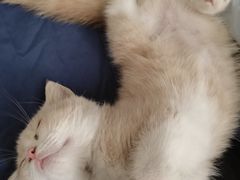 -小猫来了·猫舍(红山六九七九店)