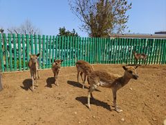 -西霞口神雕山野生动物世界