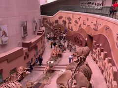 -陕西自然博物馆