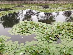 iphone_upload_pic-上海鲜花港