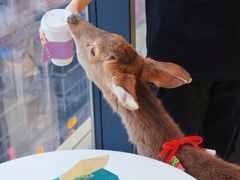 -怪兽屋·羊驼·猫咖·狗咖(俊华广场店)