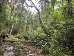 -海南热带雨林国家公园吊罗山景区