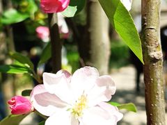 -海棠花溪(元大都城垣遗址公园)