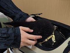 -瑞派康怡24h宠物医院·犬猫医疗中心·微创绝育(瑞景分院)