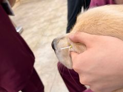 -美联众合动物医院·24h转诊中心