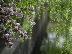 -海棠花溪(元大都城垣遗址公园)