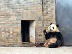 -都江堰中华大熊猫苑