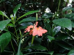 -深圳仙湖植物园-停车场