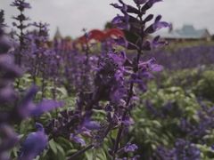 -松山湖梦幻百花洲