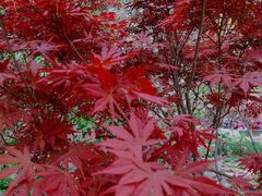 -海棠花溪(元大都城垣遗址公园)
