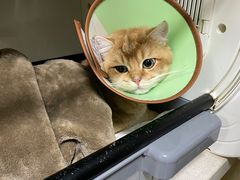 -乐派堂宠物医院·猫友好· 心脏科(东街店)