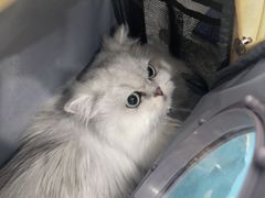 -四月宠物医院·猫专科·心脏专科·内科(转塘店)