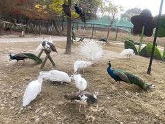 -东平国家森林公园