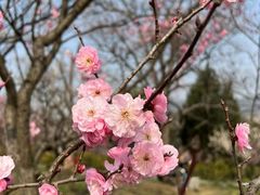 -梅花山(明孝陵内)