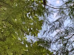 -荔湾湖公园