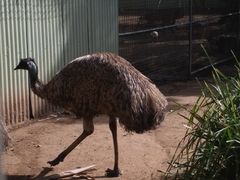 -费瑟代尔野生动物园