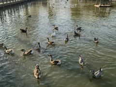 -溱湖国家湿地公园