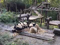 -成都大熊猫繁育研究基地