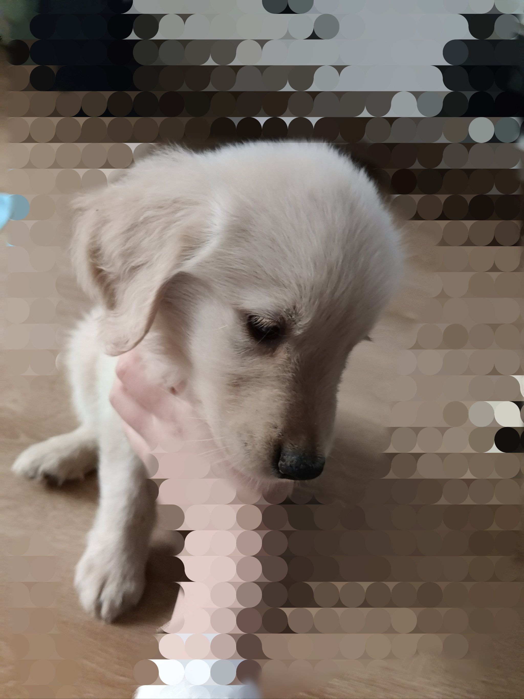 成都两个月小金毛转卖