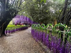 -瑞丽独树成林风景区
