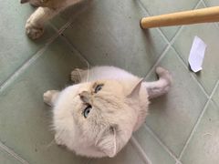 -喵屿·大理花园猫咖