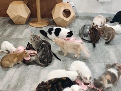 -楼上猫咖(罗湖店)