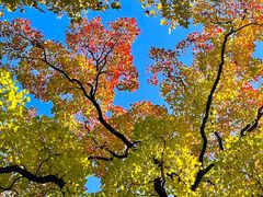 -上海市嘉定区中医医院