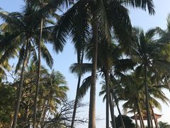 -东郊椰林