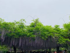 -嘉定紫藤园