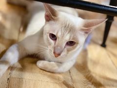 大白-Cappucimeow猫咪咖啡馆(韦伯时代店)