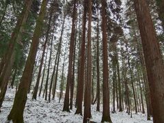 -武陵山森林公园